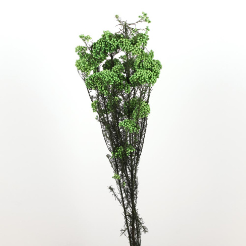 /tmp/v8_Lr0IIr_604c.А20-9 зеленый