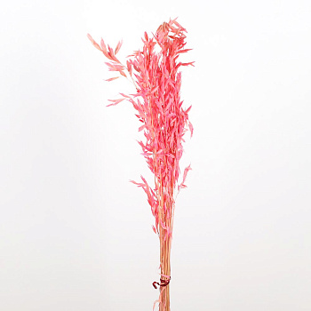 /tmp/v8_Lr0IIr_6044.А20-21 розовый