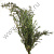 Сухоцвет Пихта 65 см зеленый