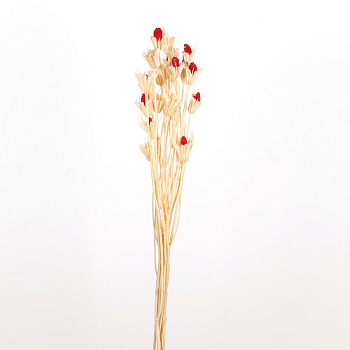 /tmp/v8_Lr0IIr_604a.А20-23 красный